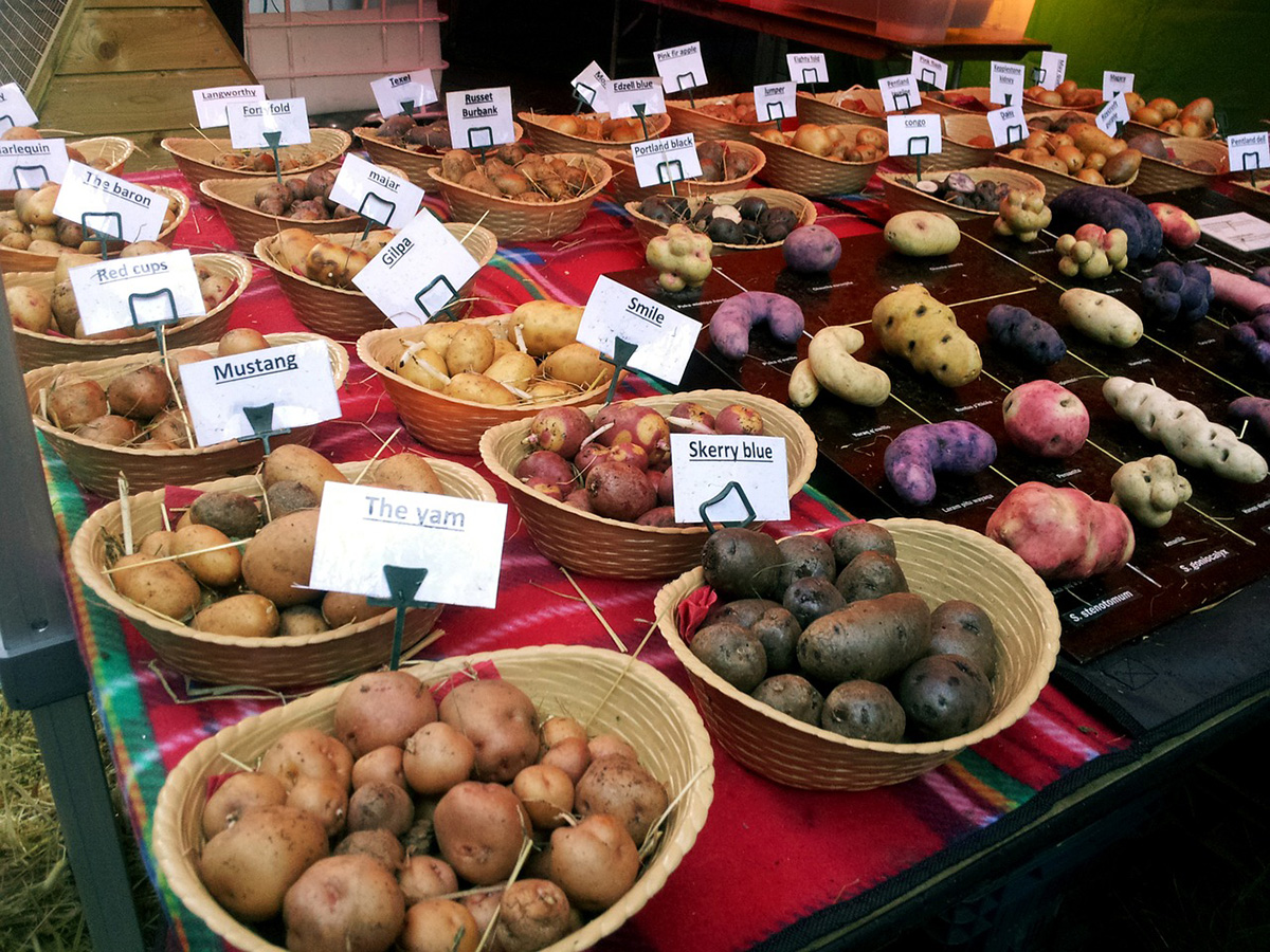 Image of many different potato cultivars. 