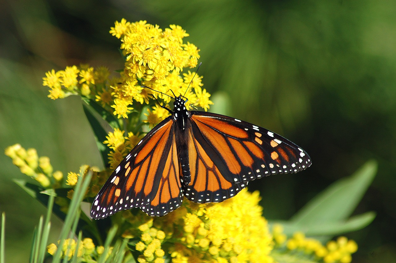 Picture of a Monarch butterfly on a yellow flower