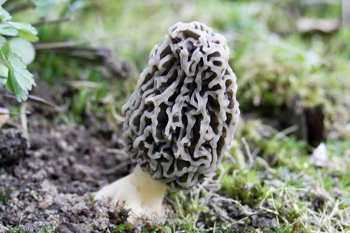 Picture of Moral Mushroom