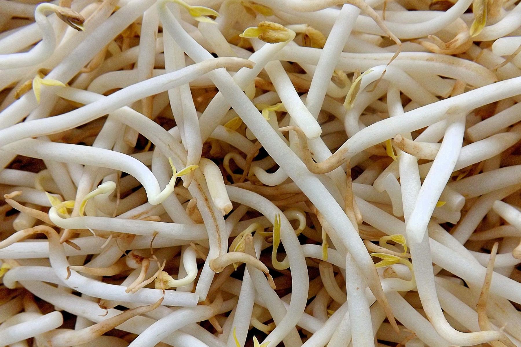 Close-up image of bean sprouts. 