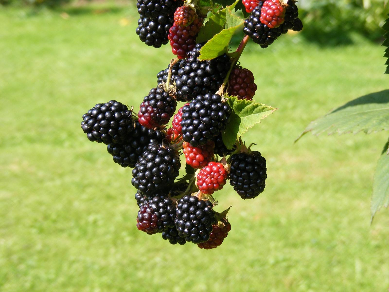 Image of mature blackberries. 