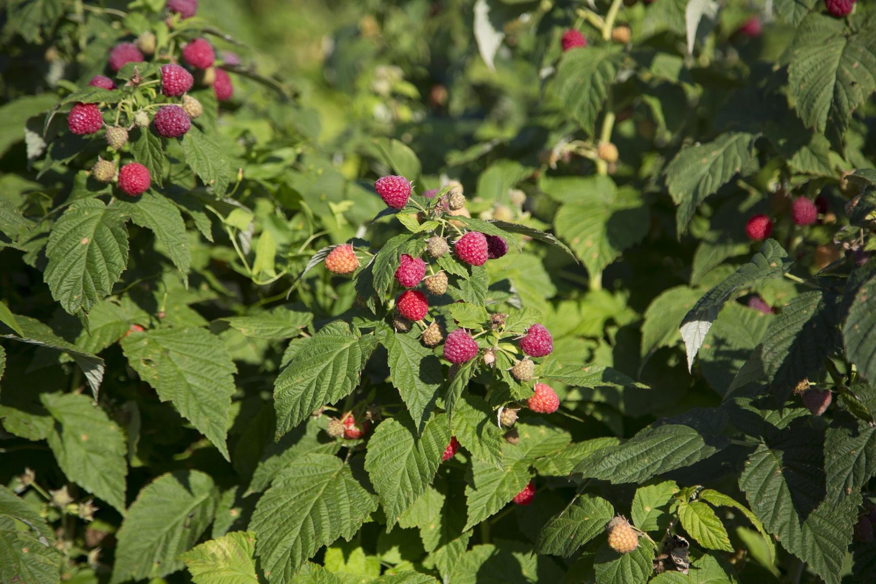 Picture of the Nature of Raspberries during growing season