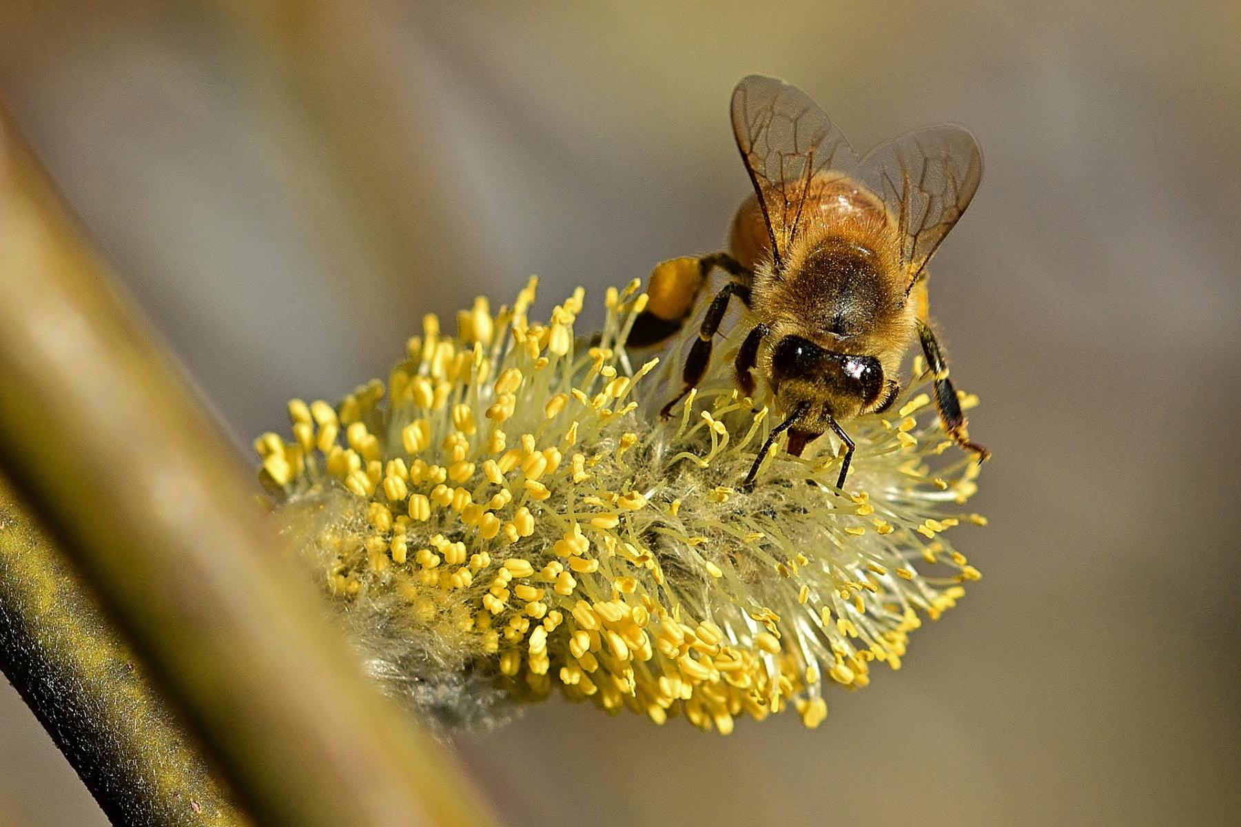 Image of bee on a willow flower. 