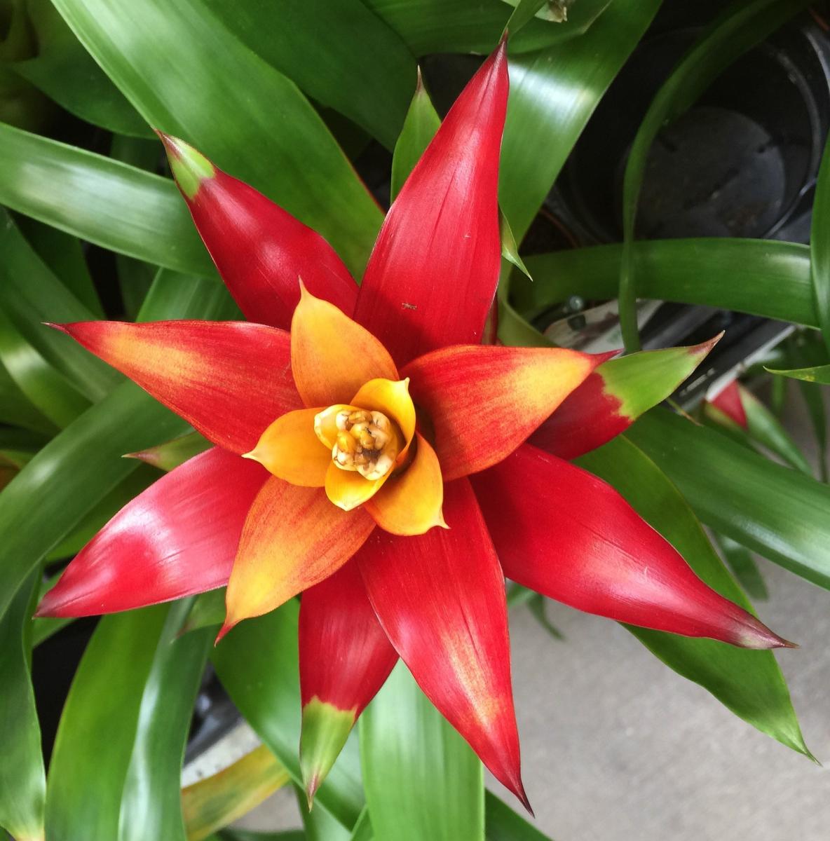 Picture of Bromeliad Plant