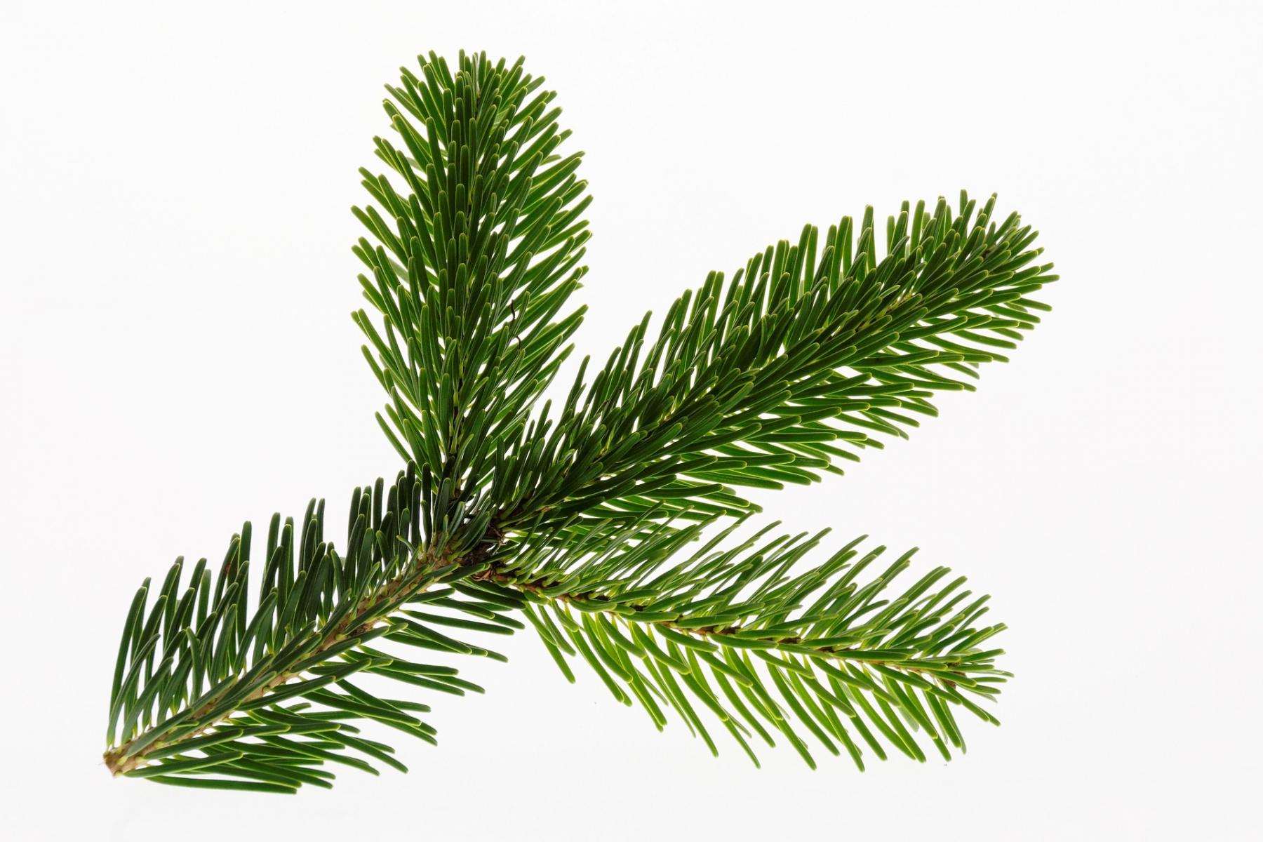 Image of fir needles. 