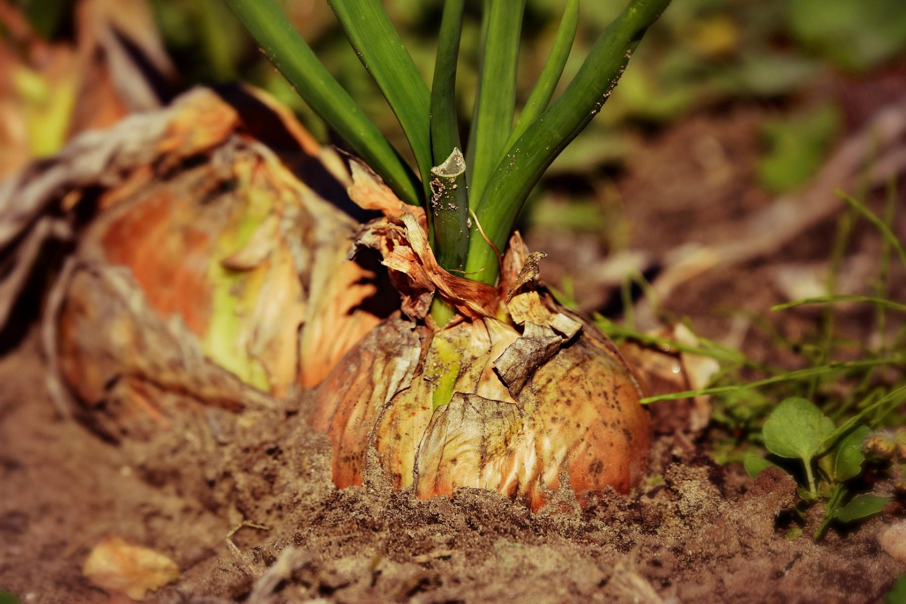 Image of onions growing in the garden. 