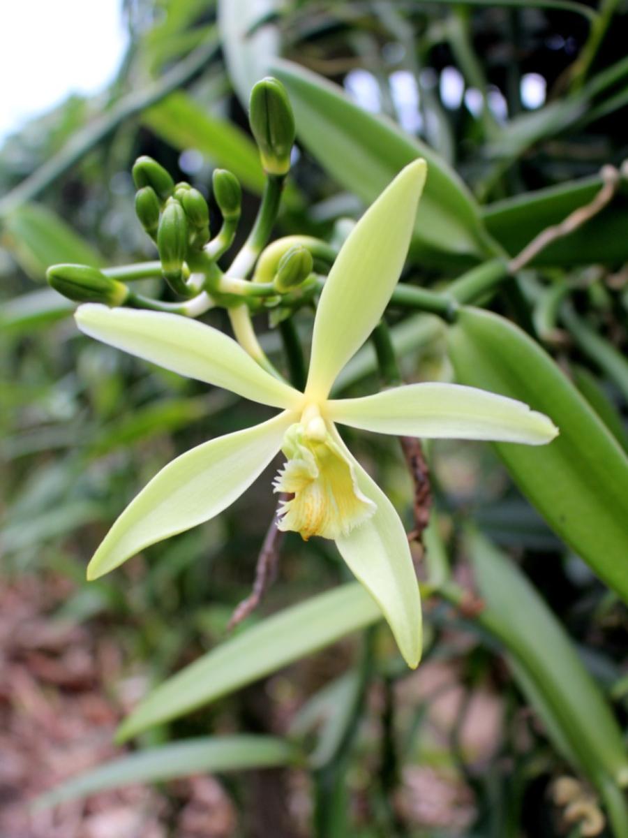 Image of a vanilla orchid. 