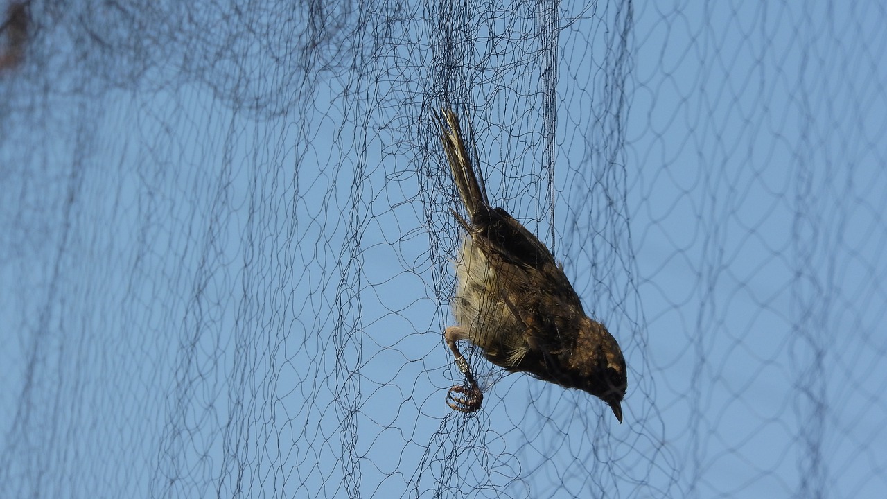 Picture of bird netting.