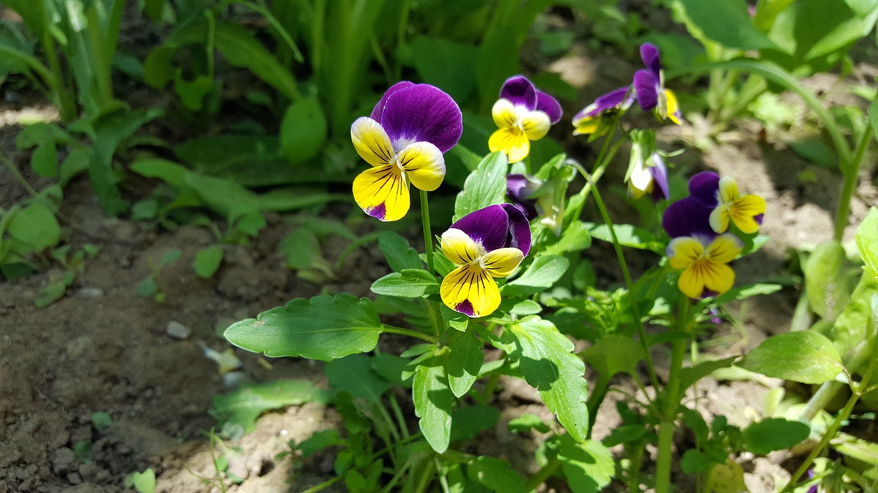 Picture of Viola flowers