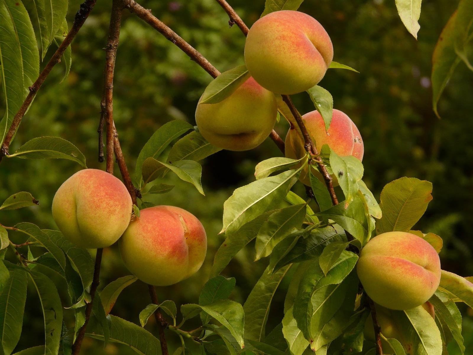 Image of peaches.