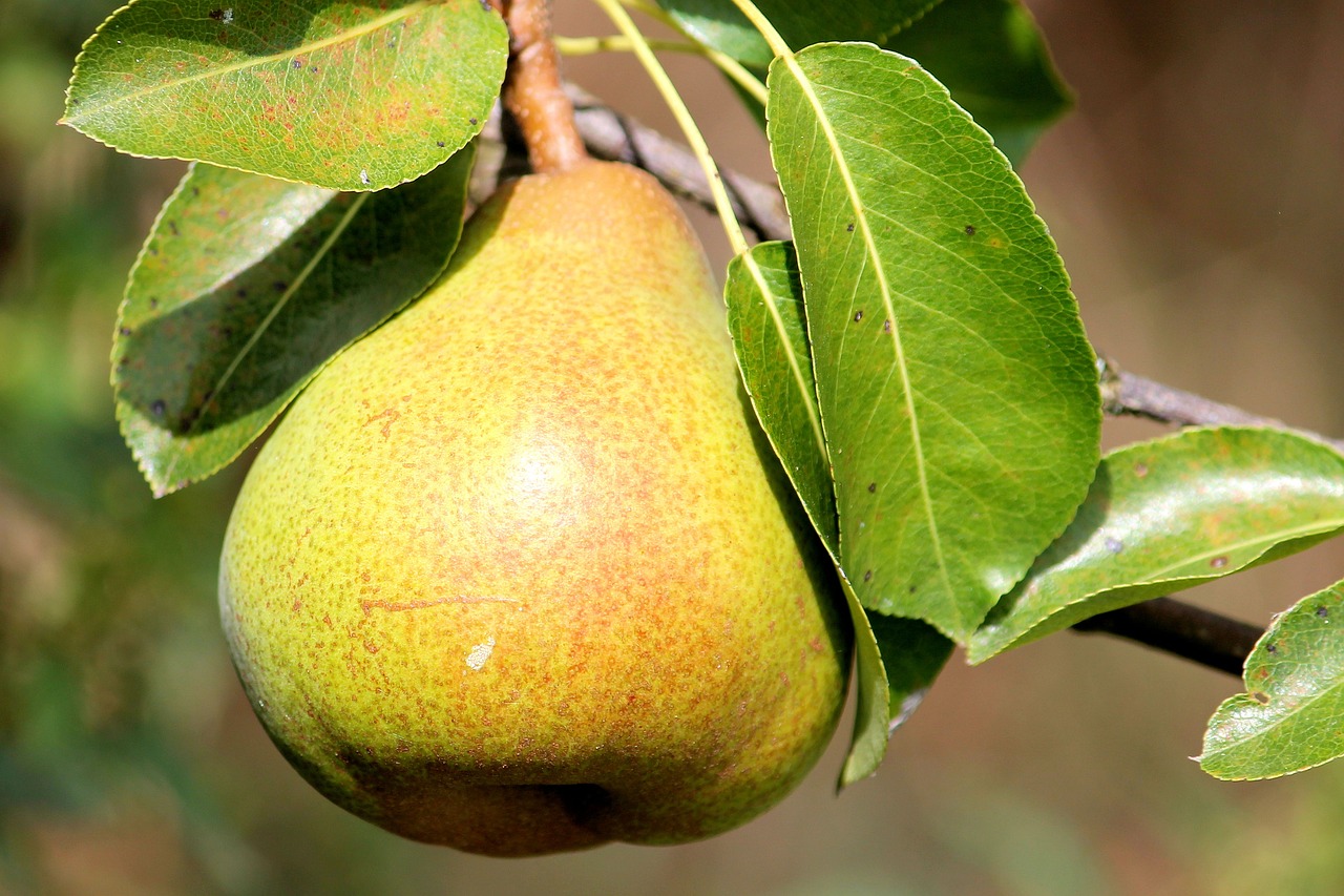 Image of pear in tree. 