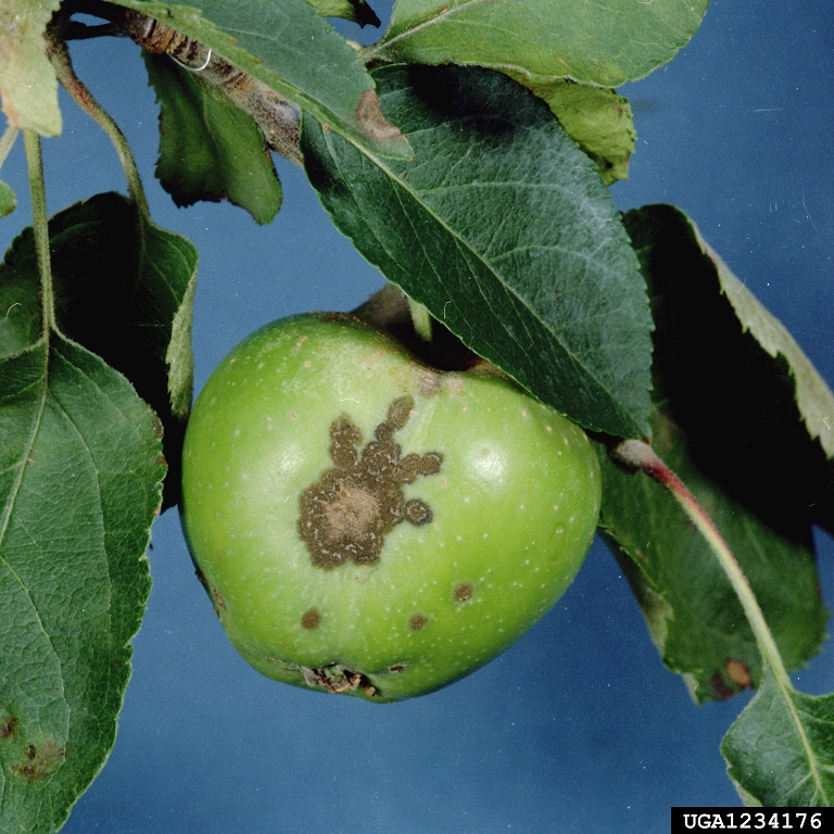 Image of apple scab lesions on the fruit. 