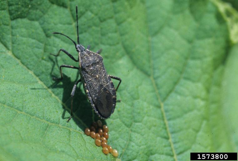Image of mature female squash bug laying eggs. 