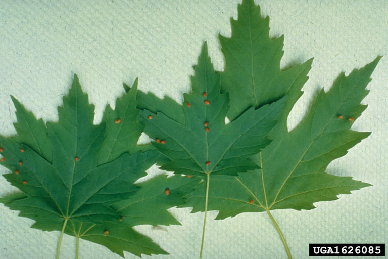 Picture of maple bladder galls.