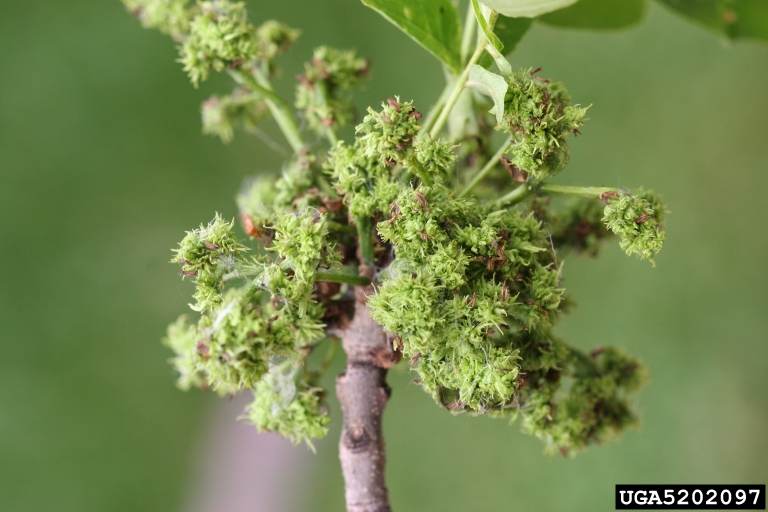 Picture of ash flower galls.