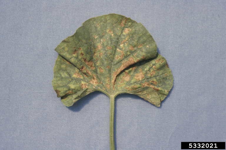 Phytotoxicity due to a fungicide application on this geranium leaf. Mary Ann Hansen, Virginia Polytechnic Institute and State University, Bugwood.org