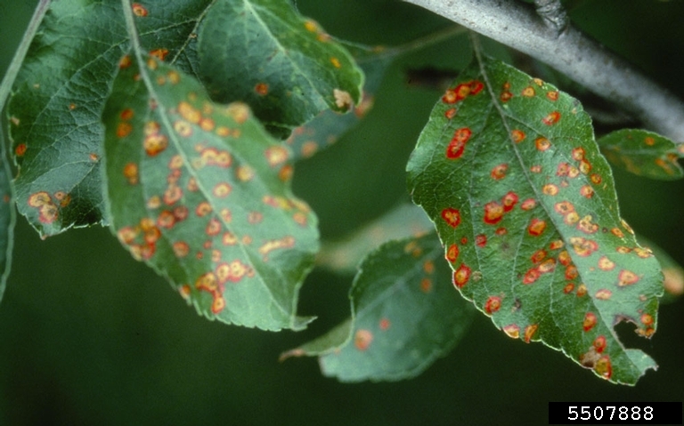 Image of cedar-apple rust leaf spots. 