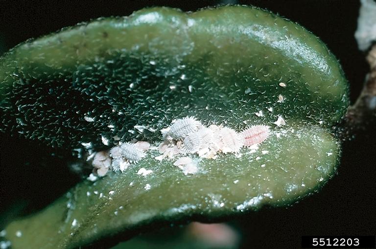Mealybugs are a common pest of houseplants. Kansas Department of Agriculture, Bugwood.org.