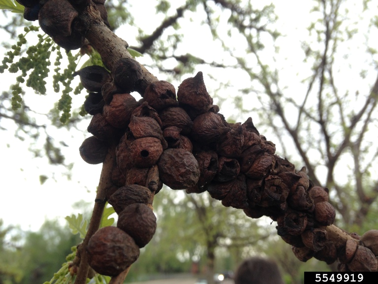 Picture of oak bullet galls.