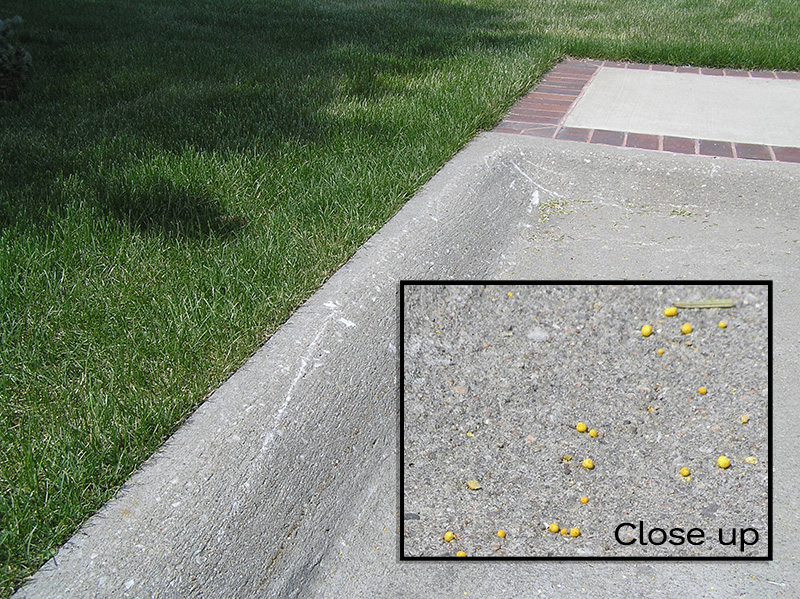 Image of pesticide granules on a parking lot. 