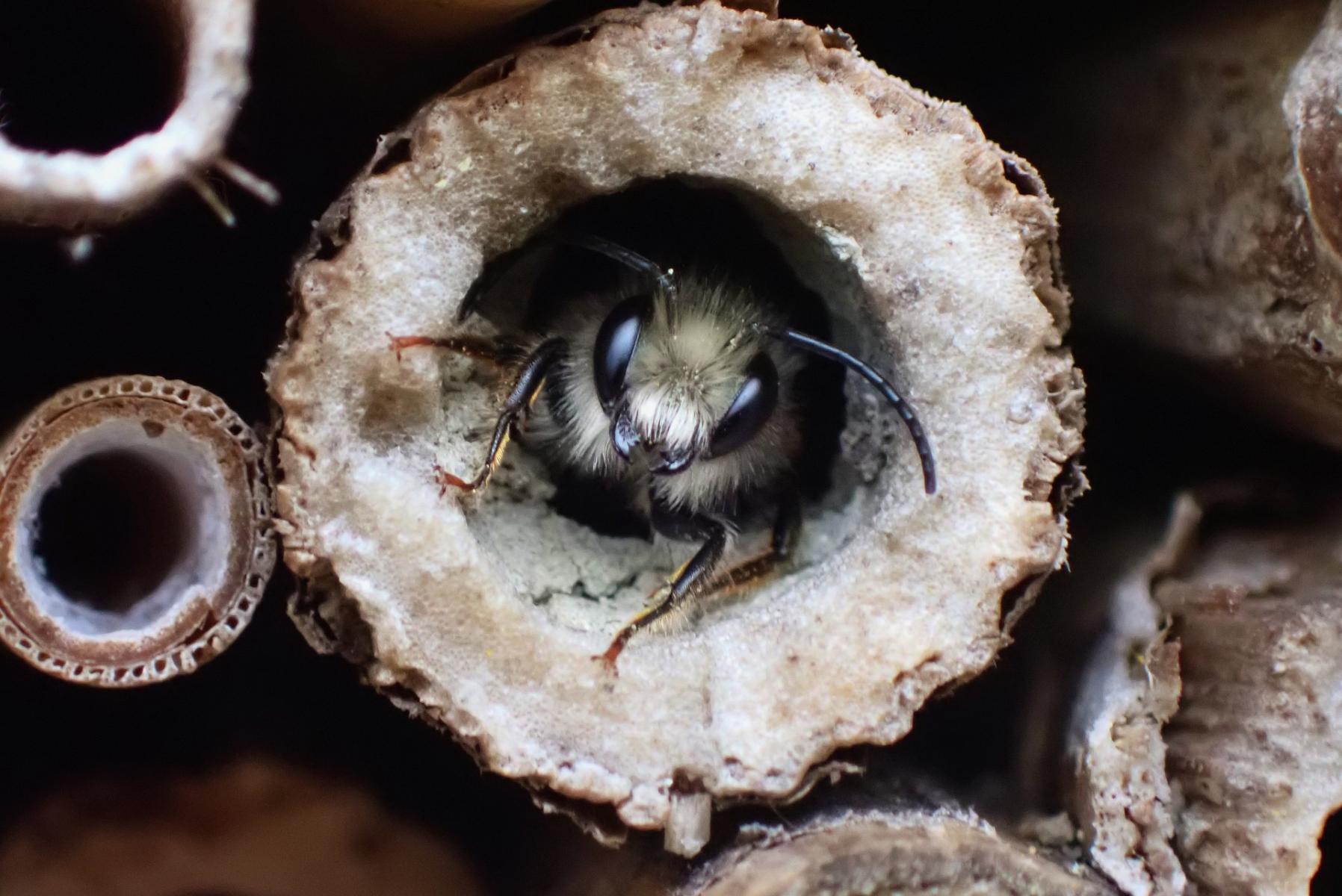 Mason bee in the hollow stem of a bee hotel. 