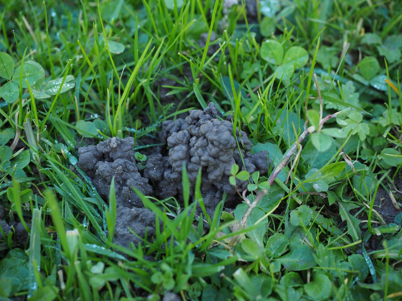 Picture of mounds caused by earthworm activity. 
