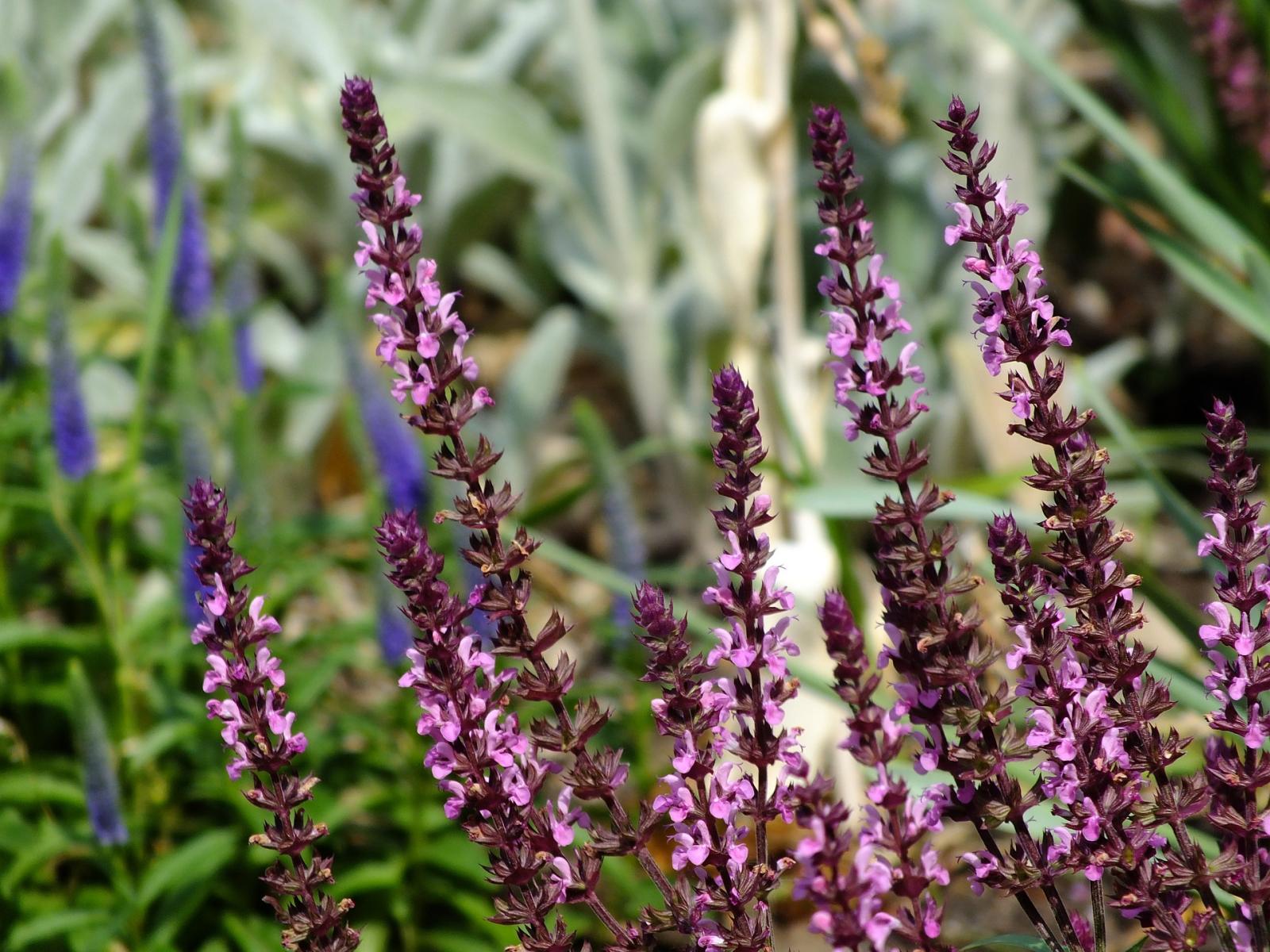 Picture of Pink Salvia