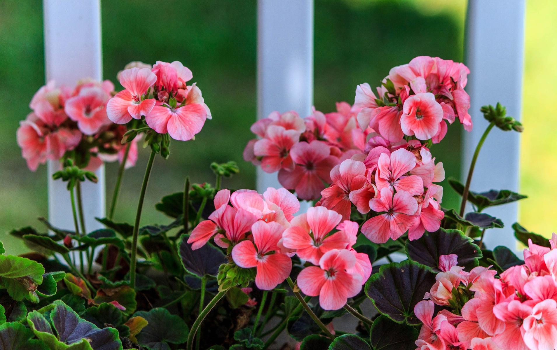 Picture of Pink Geraniums