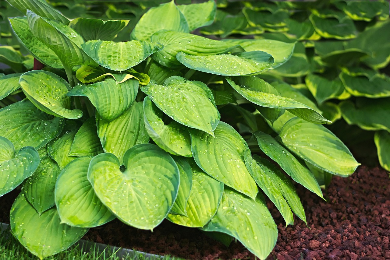 Close up of large green leaves of a hosta