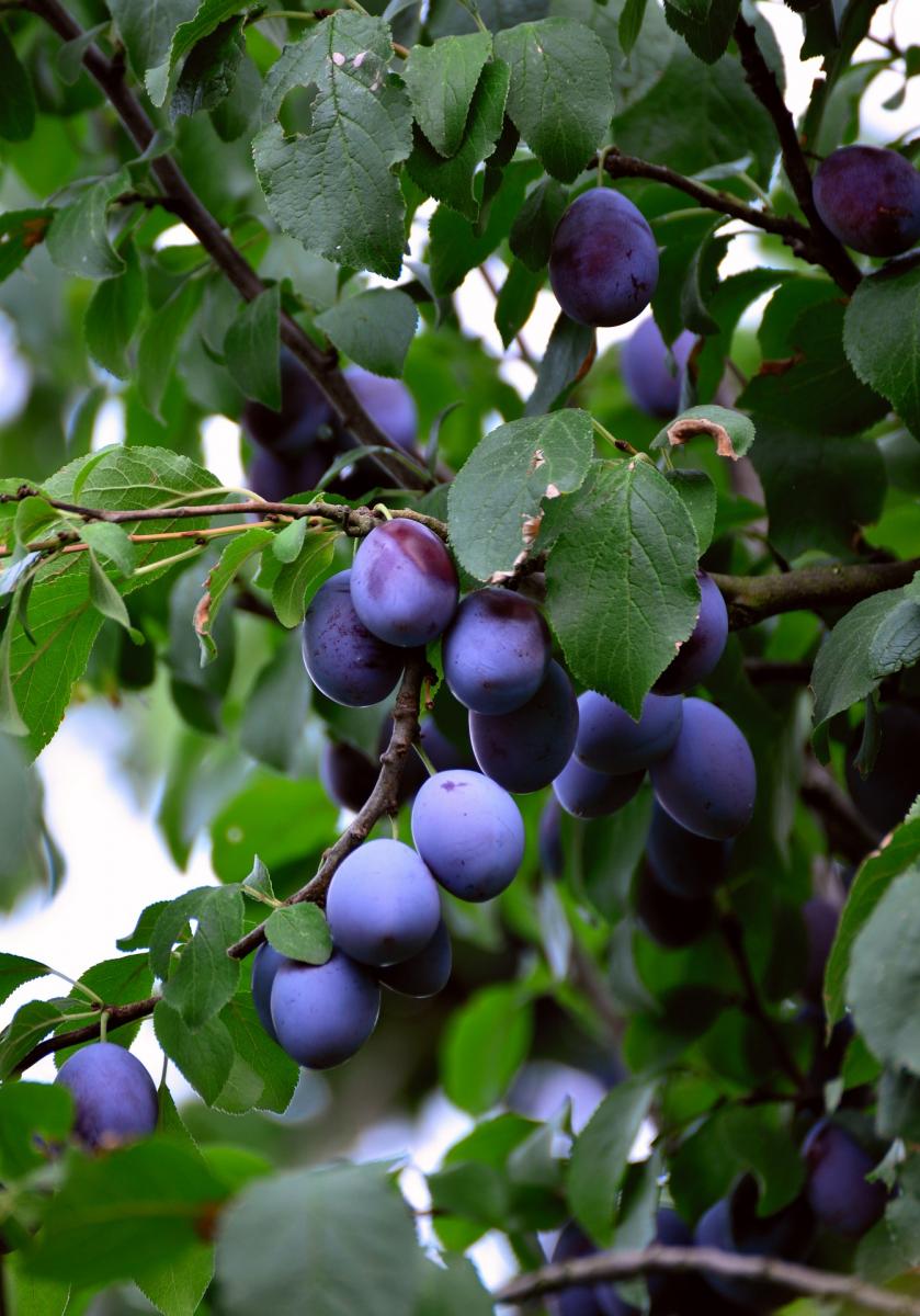 Image of mature plums. 