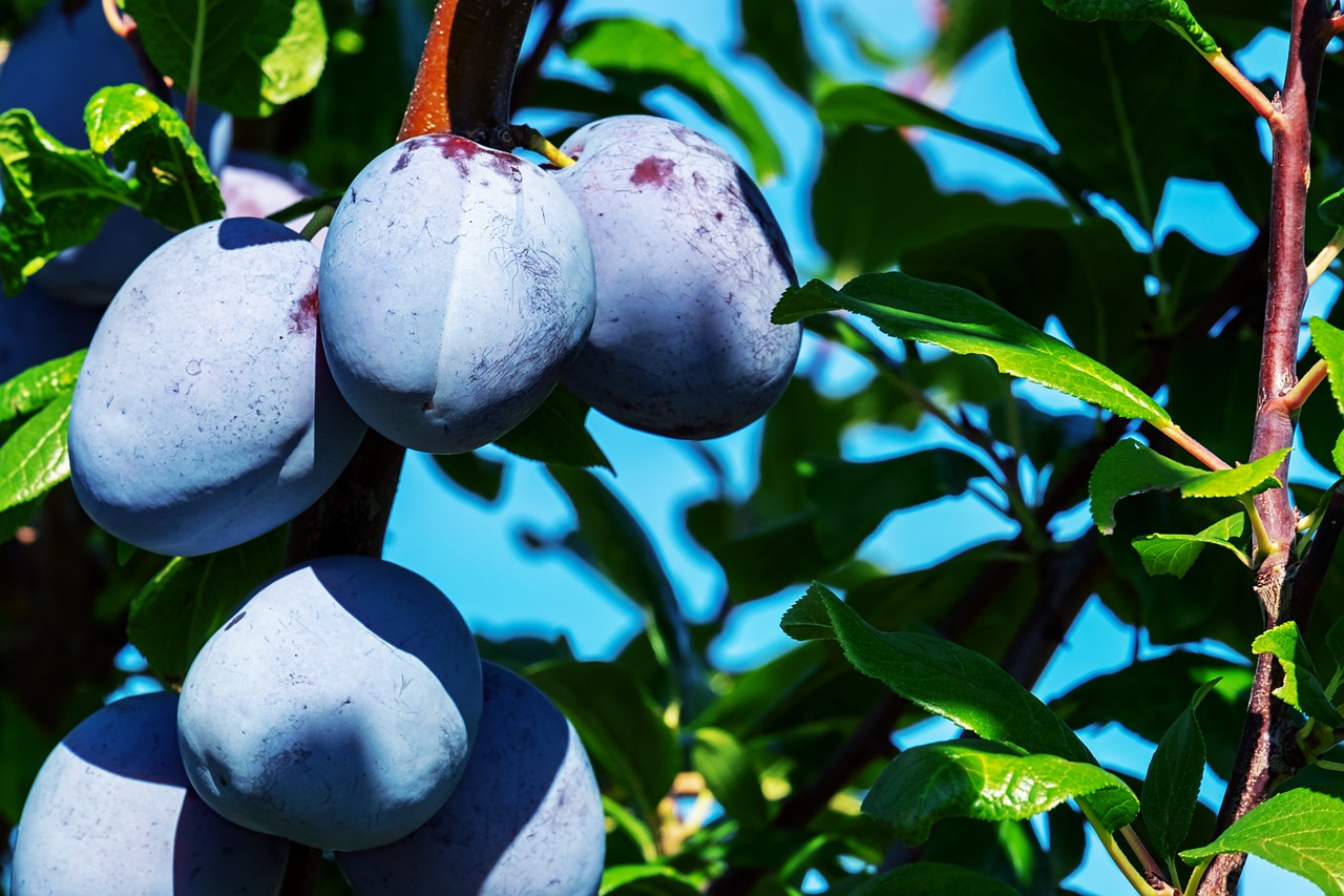 Image of plums in tree. 