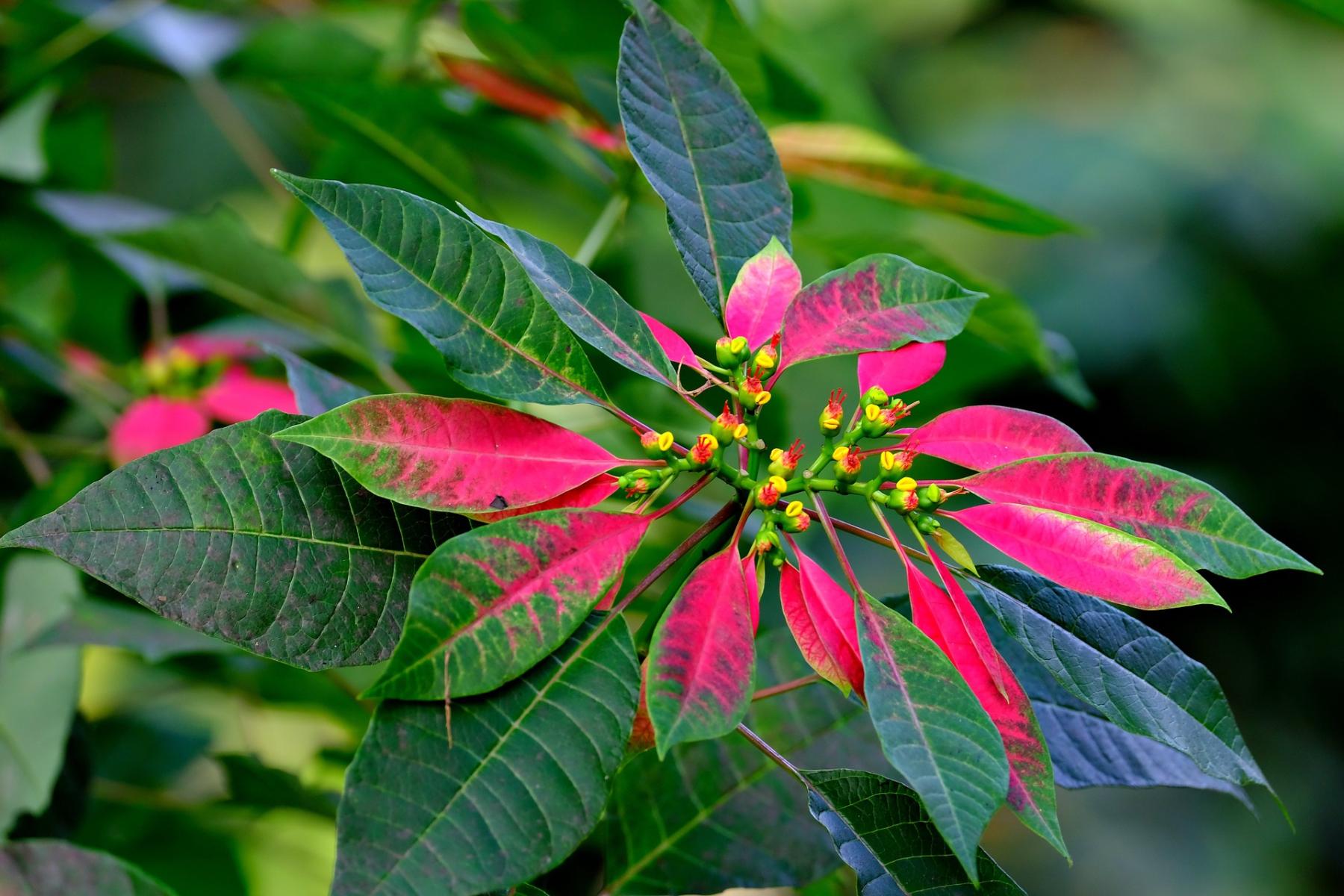 Picture of a Poinsettia