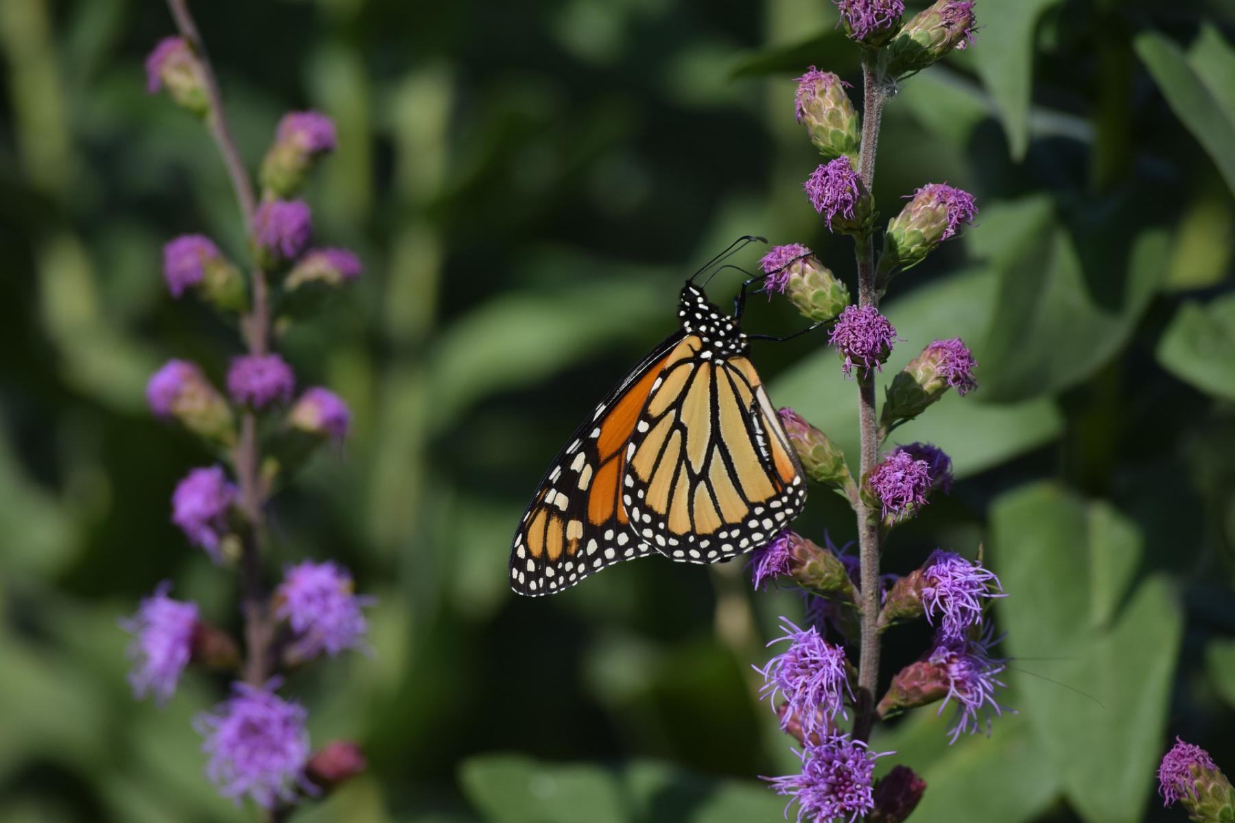 Image of monarch butterfly on Liatris. 