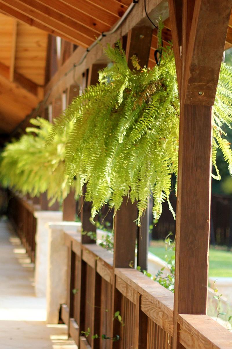 Potted Ferns on Porch.