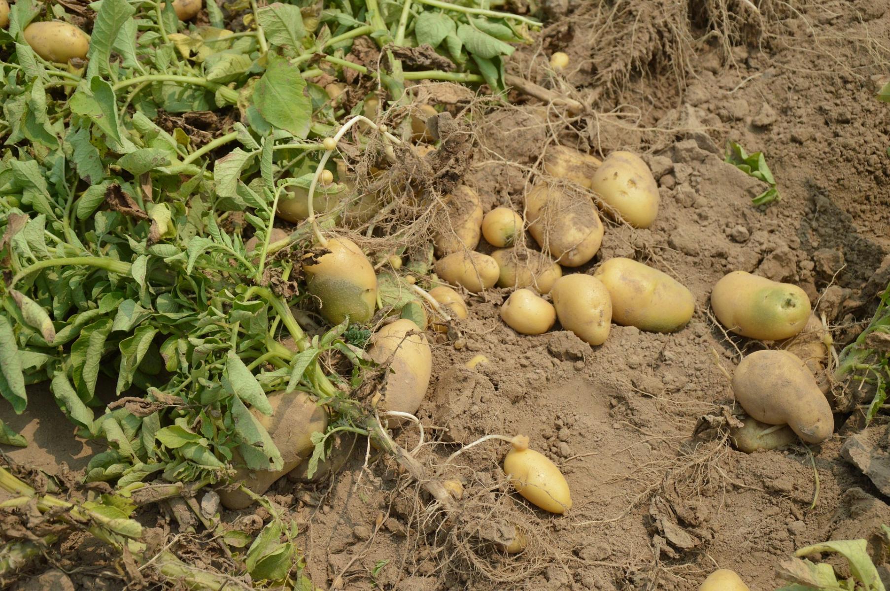 Picture of potatoes after digging and ready for curing. 