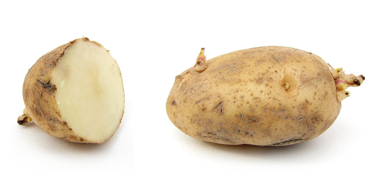 Picture of seed potatoes.