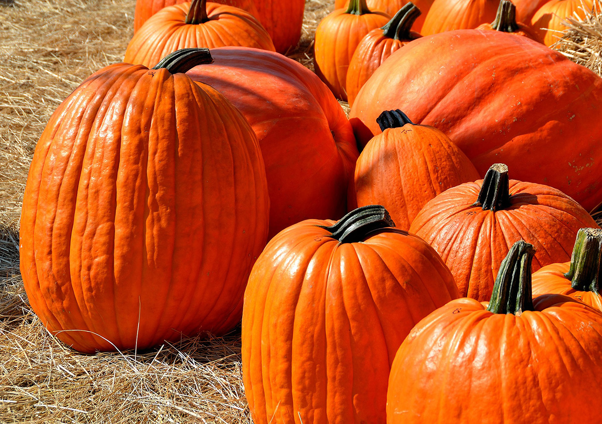 Image of pumpkin in a field. 