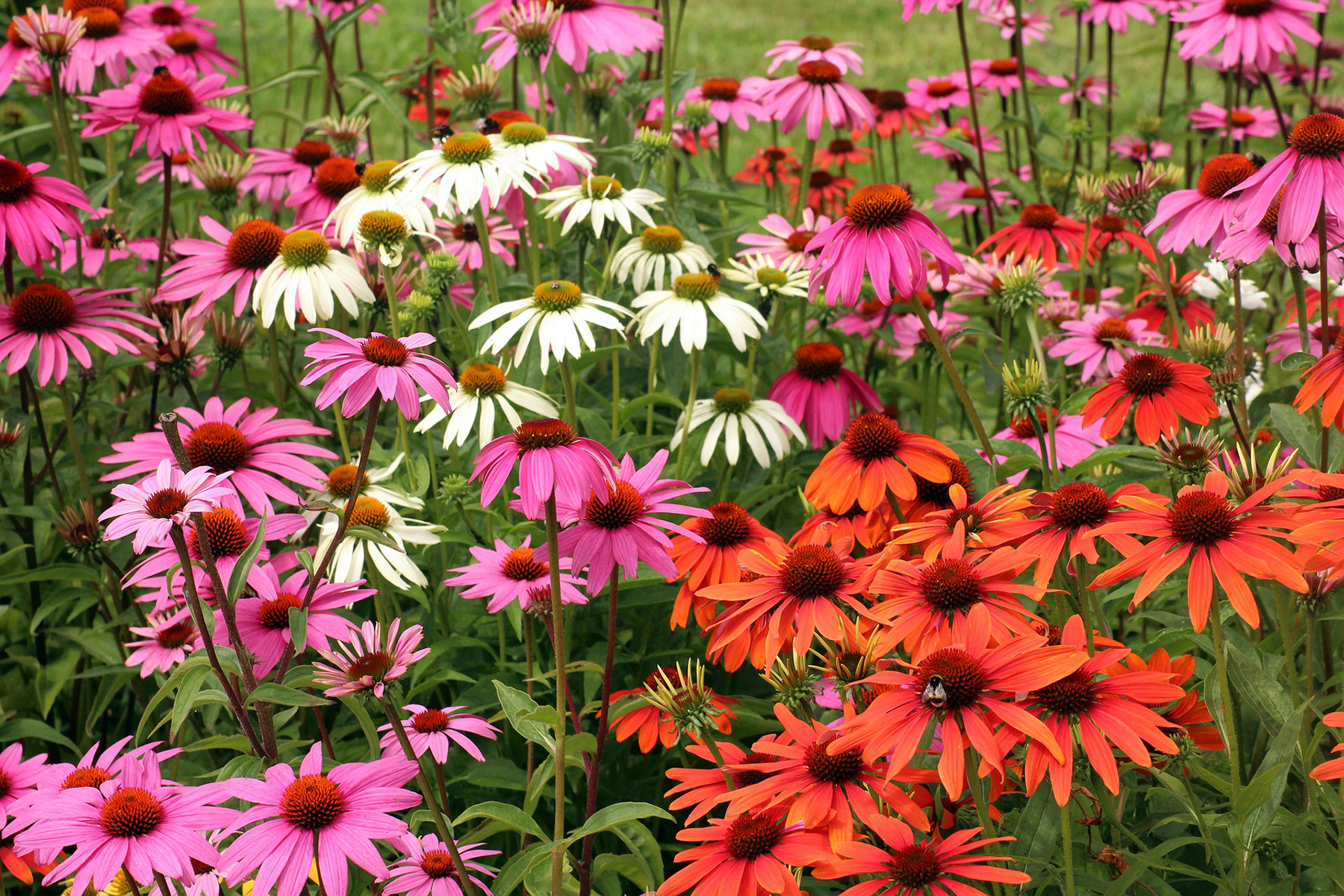 Picture of a Variety of Colorful coneflowers