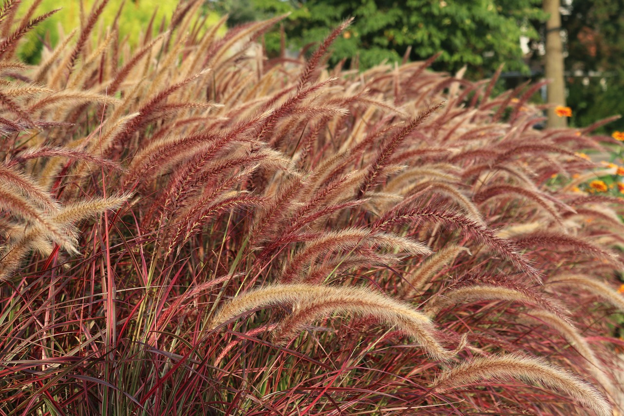 Picture of Purple fountian grass