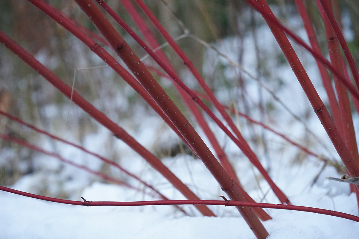 Image of redosier dogwood stems in winter. 