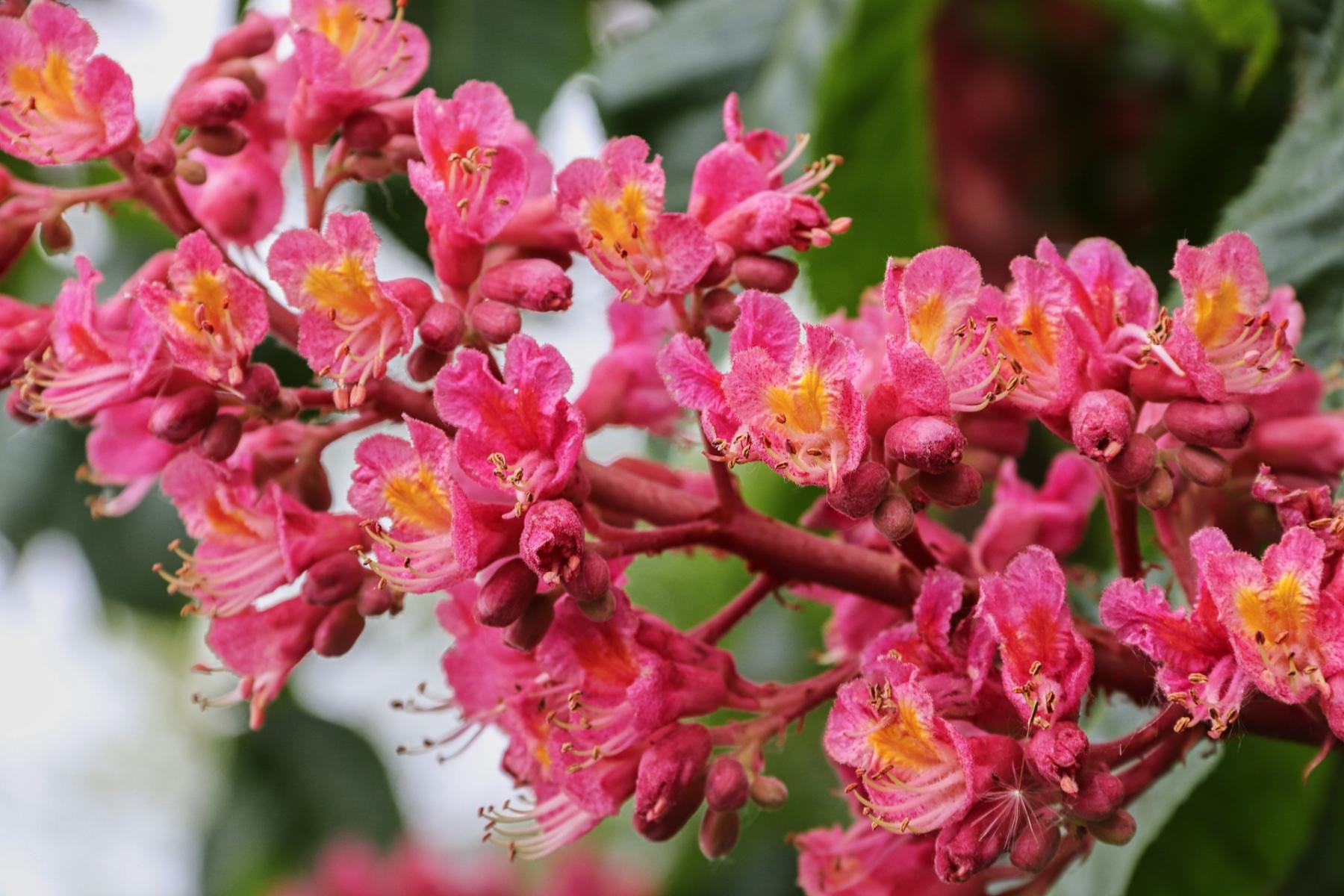 Image of red horse chestnut flowers. 