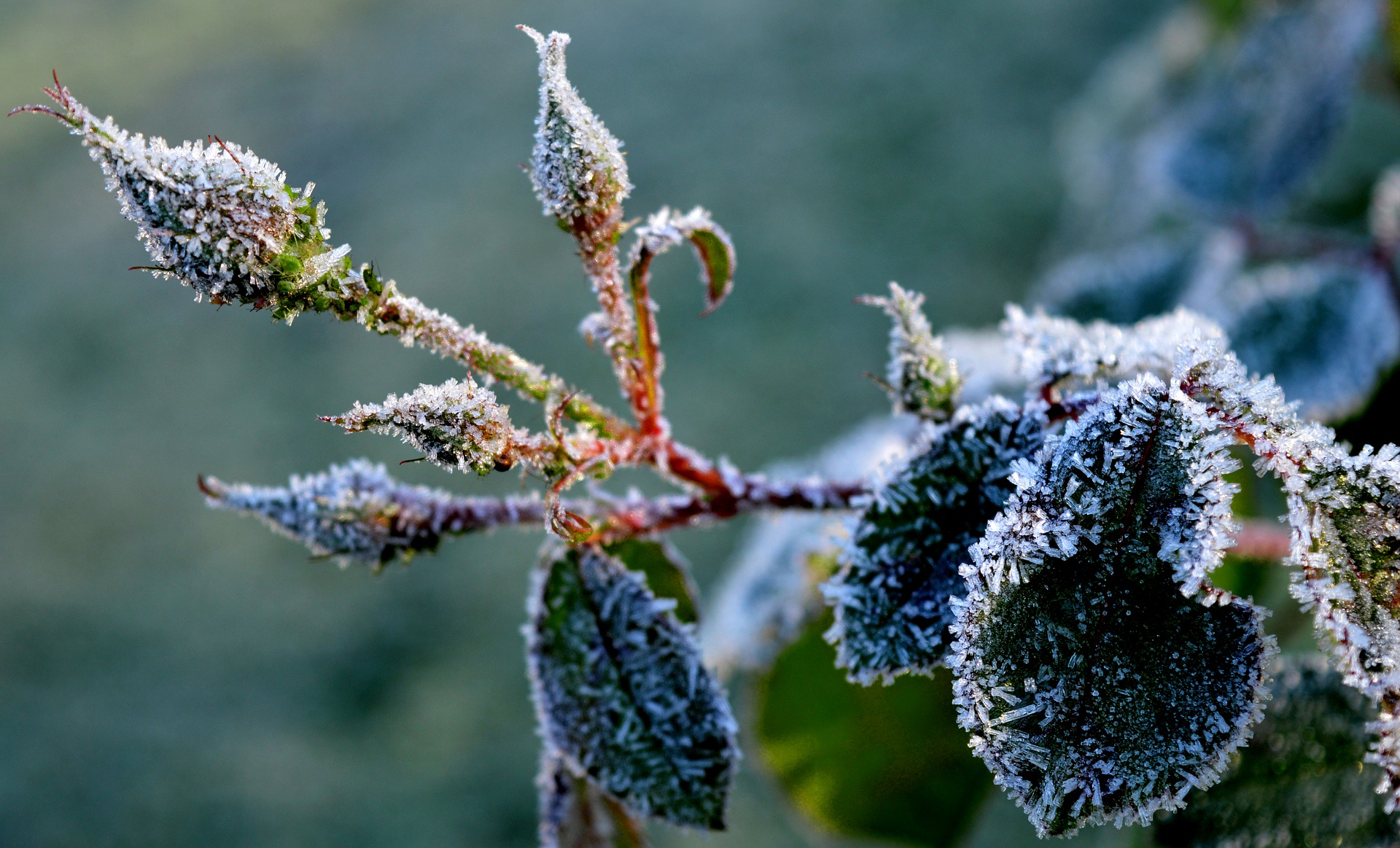 Image of frost on rose buds. 