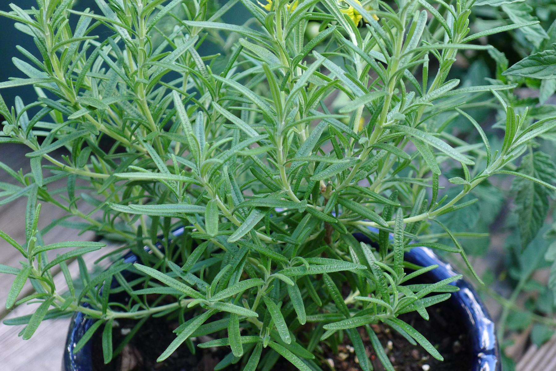 Picture of Rosemary.