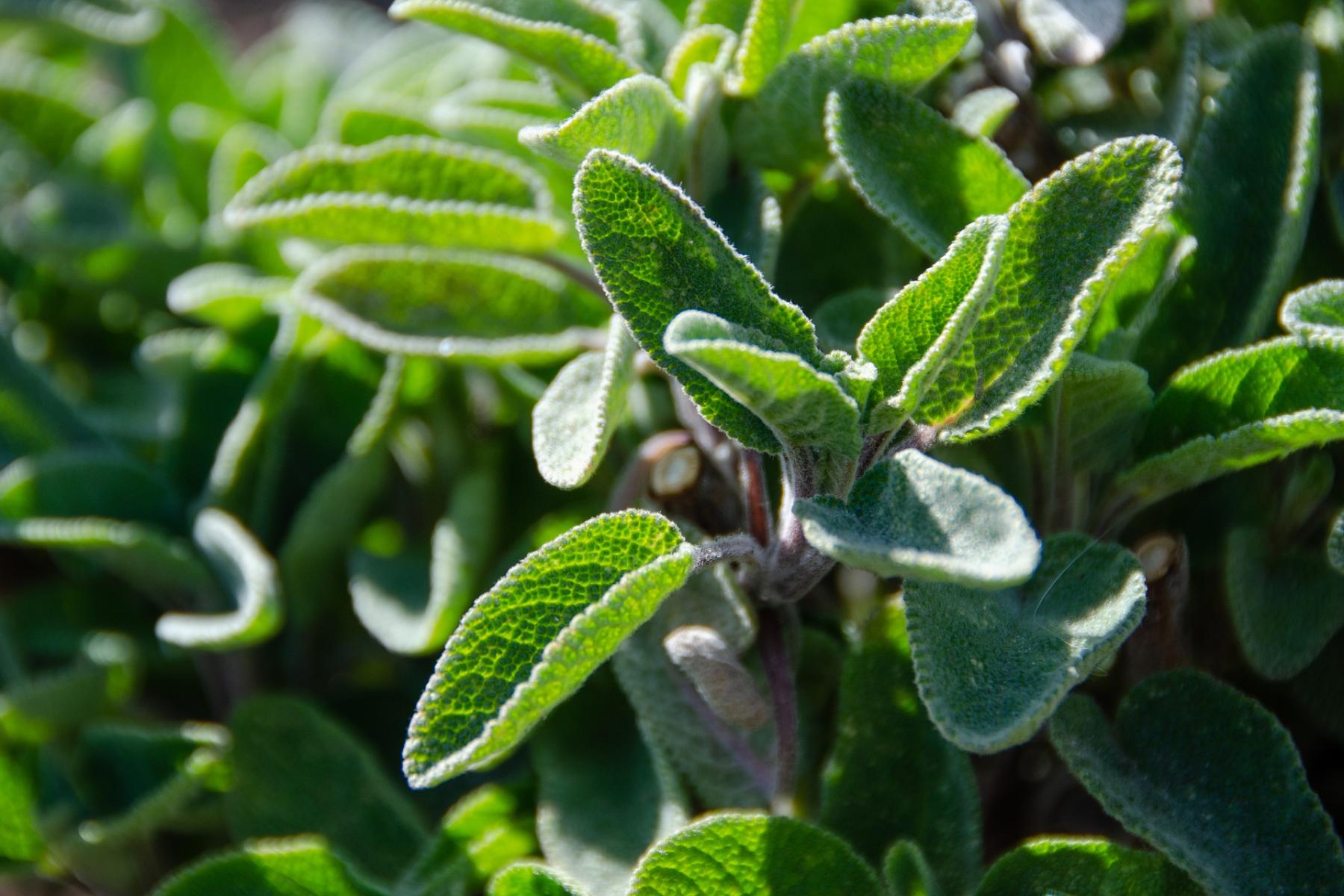 Picture of sage foliage.