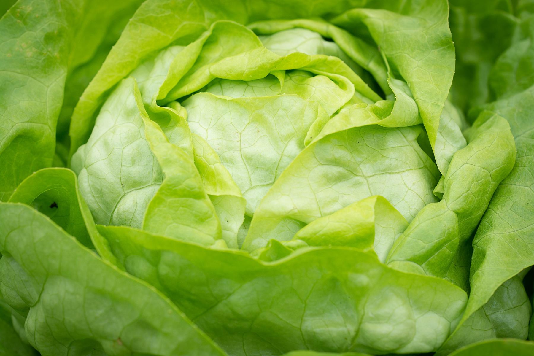 Image of butterhead lettuce. 