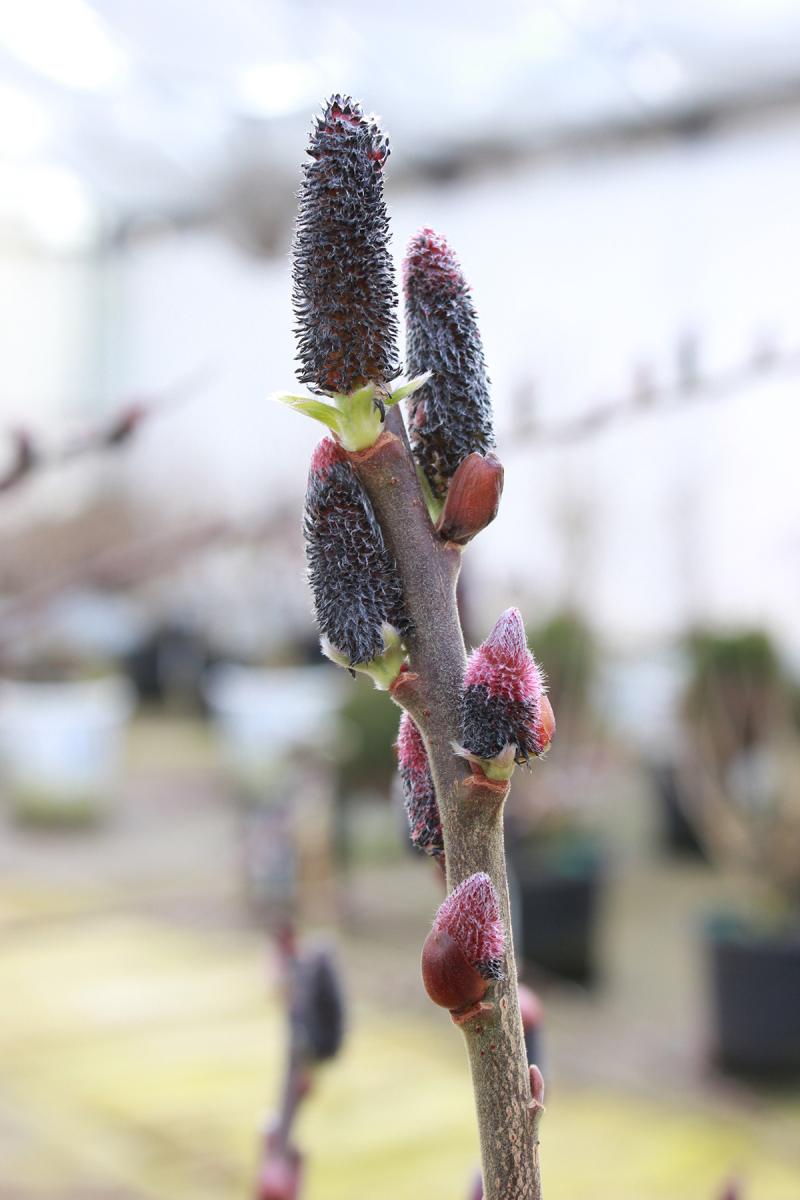 Image of black pussy willow buds. 