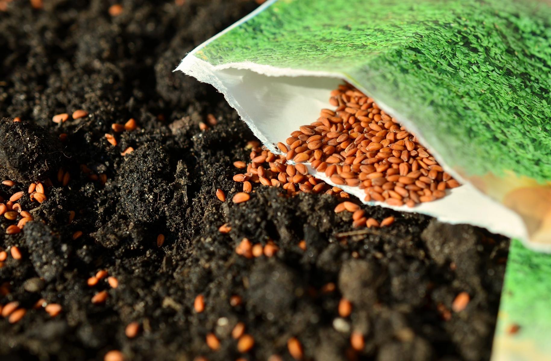 Image of seed packet.