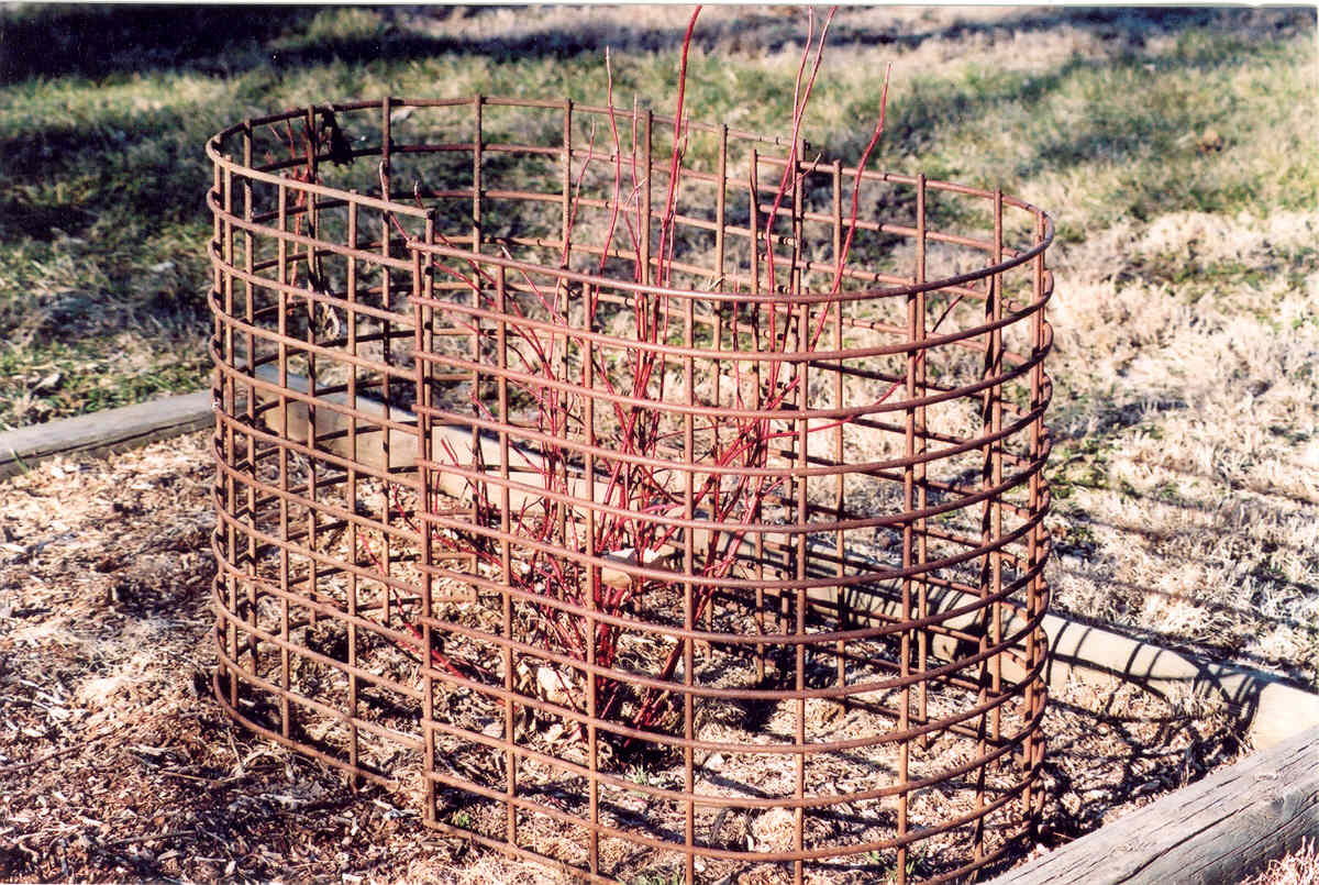 Picture of protected Shrub