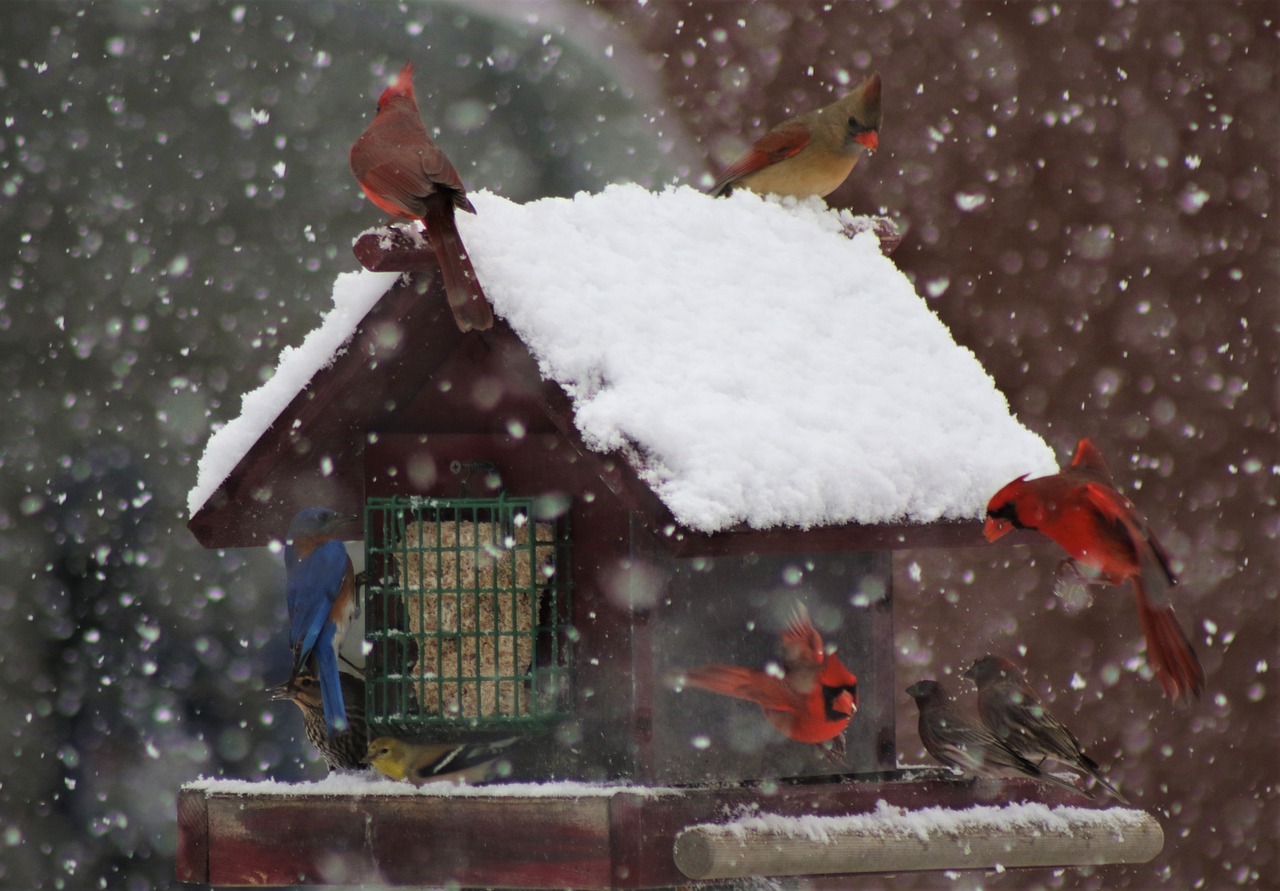 Picture of birds at a feeder in extreme winter