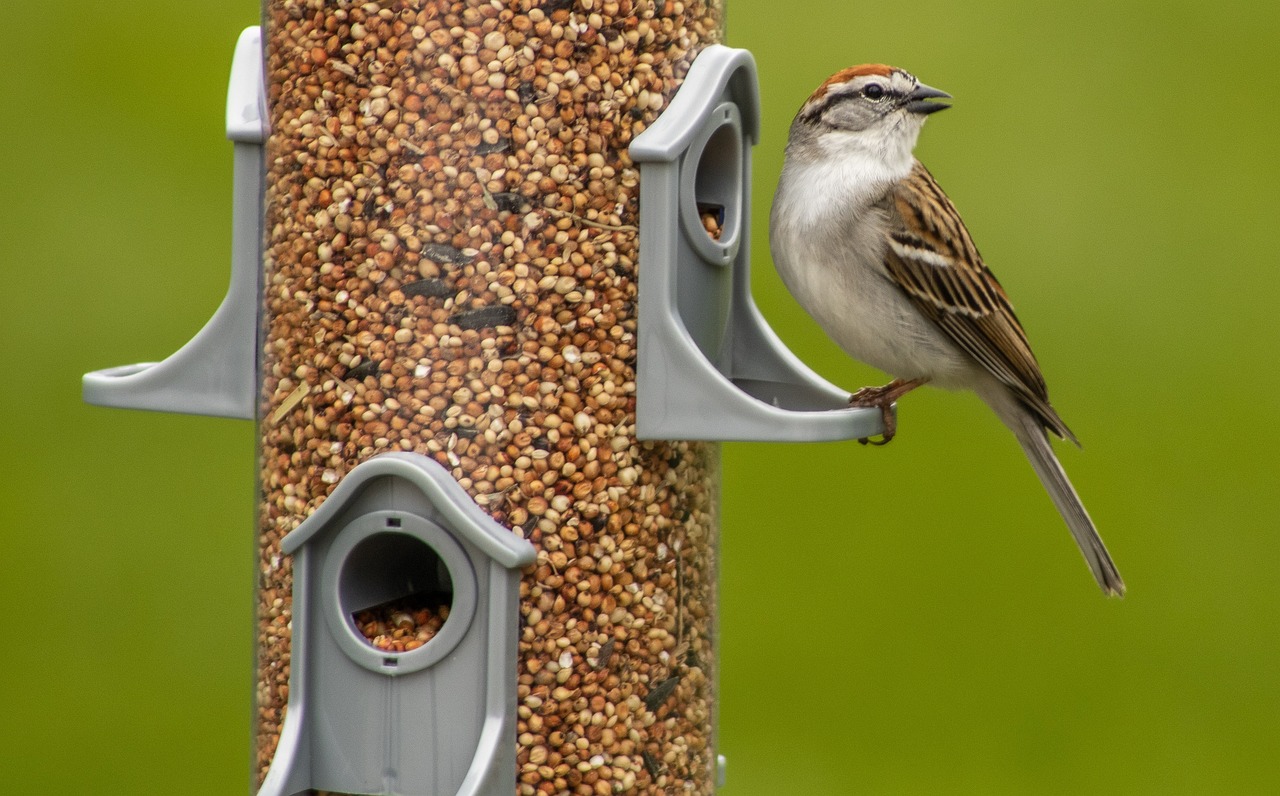 Tube feeders and some hanging feeders are designed to accommodate smaller birds while discouraging blue jays, starlings, and squirrels.